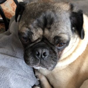 Meet your Posher, Helene